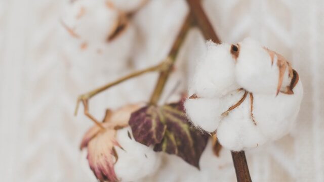 cotton